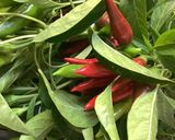 Une image de l'étape 13 de Moules à la portugaise 🍅🥬🌶🌶🧄.