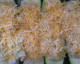 A picture of step 4 of Stuffed zucchini.