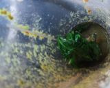A picture of step 2 of Pudina and spinach chutney.