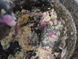 Chicken garlic