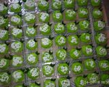Foto langkah ke 7 dari resep Kue putu ayu.