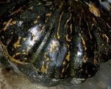 Foto del paso 1 de la receta: Zapallo relleno al horno una receta de familia