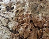 Foto del paso 6 de la receta: Brownie súper fácil