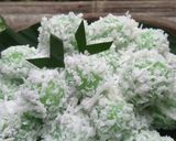 Foto langkah ke 4 dari resep Klepon Ketan No Ribet.
