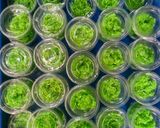 Foto langkah ke 5 dari resep Tape ketan aroma daun jambu air.