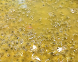 Foto del paso 1 de la receta: Mermelada de Maracuyá