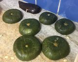 Foto del paso 2 de la receta: Zapallitos gigantes rellenos