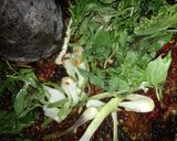 Foto langkah ke 5 dari resep Sambel Tempe Maknyus ala DapurJawara.