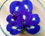 Foto langkah ke 1 dari resep Lychee Butterfly Pea.