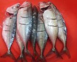 Foto langkah ke 1 dari resep Kuring Belacan Kuah Pedas Asam.