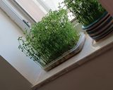 عکس مرحله 2 از دستور آموزش سبز کردن سبزه ی عدس