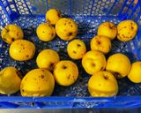Une image de l'étape 1 de Compotée de pommes à la vanille et sirop d’érable.