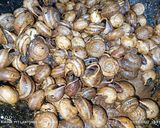 Foto del paso 3 de la receta: Caracoles secos con especias y alioli 🤤🤤🤤