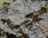 Foto del paso 1 de la receta: Sándwiches de atún