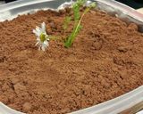 A picture of step 8 of Chocolate Dirt.
