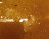 Foto del paso 8 de la receta: Sopa crema de zapallo cabutia
