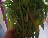 Foto langkah ke 1 dari resep Tumis Kangkung.