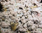 A picture of step 2 of Turkey 🦃 Tator Tot Casserole 🥘.