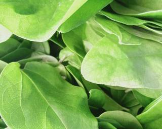 Cendol Cincau Hijau (Daluman) - Step 1