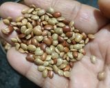 कुल्थी दाल खिचड़ी (Kulthi Dal Khichdi) रेसिपी चरण 1 फोटो