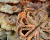 Foto del paso 9 de la receta: Florecillas del campo carnavalero