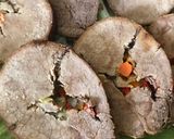 Foto del paso 3 de la receta: Muchacho relleno