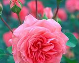 صورة لخطوة 1 من وصفة اسعد الله مساؤكم 🌹🌹