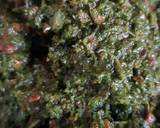 Nettle and mint pesto recipe step 5 photo