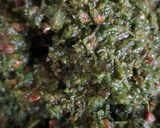 A picture of step 5 of Nettle and mint pesto.