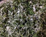 A picture of step 1 of Dal bhaji.