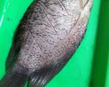 Foto langkah ke 1 dari resep Gurame pedas manis.