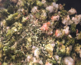 Foto del paso 6 de la receta: Saquitos de brócoli y gambones