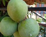 Foto langkah ke 1 dari resep Es Mangga.