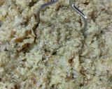 A picture of step 4 of Daal baati chokha chutney dhokla.