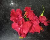 A picture of step 1 of Hibiscus Honey Lemon Tea.