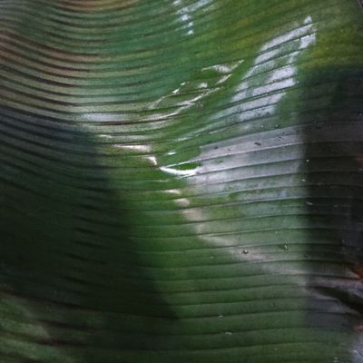 Langkah 8