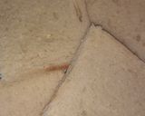A picture of step 3 of मैजिक ब्रेड रोल (Magic bread roll recipe in Hindi).