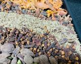 A picture of step 1 of Daigi Masala.