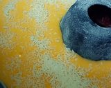 صورة لخطوة 6 من وصفة كيكة الكاسترد 👍🏻🎂