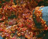 Foto langkah ke 4 dari resep Gammi (Sambal) Ikan Belanak Dan Tempe Goreng.