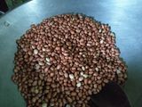 Kue kacang karang