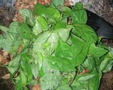 Foto langkah ke 8 dari resep Nasi bakar tongkol kemangi.