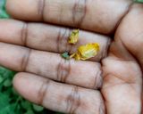 A picture of step 1 of Moringa powder.