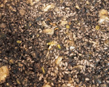 Foto del paso 8 de la receta: Arroz negro con sepia