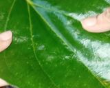 A picture of step 1 of Dates and paan Healthy Pedha.