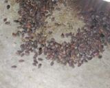 A picture of step 1 of Panchakajjaya.