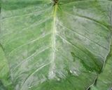 A picture of step 1 of Alu vadi (colacasia leaves fritters).