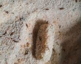 A picture of step 3 of Ivygourd rava fry |tindora rava fry.