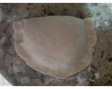 Foto del paso 5 de la receta: Empanadas de pascualina