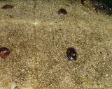 Une image de l'étape 4 de Les carrés de semoule aux miel a l'orange.